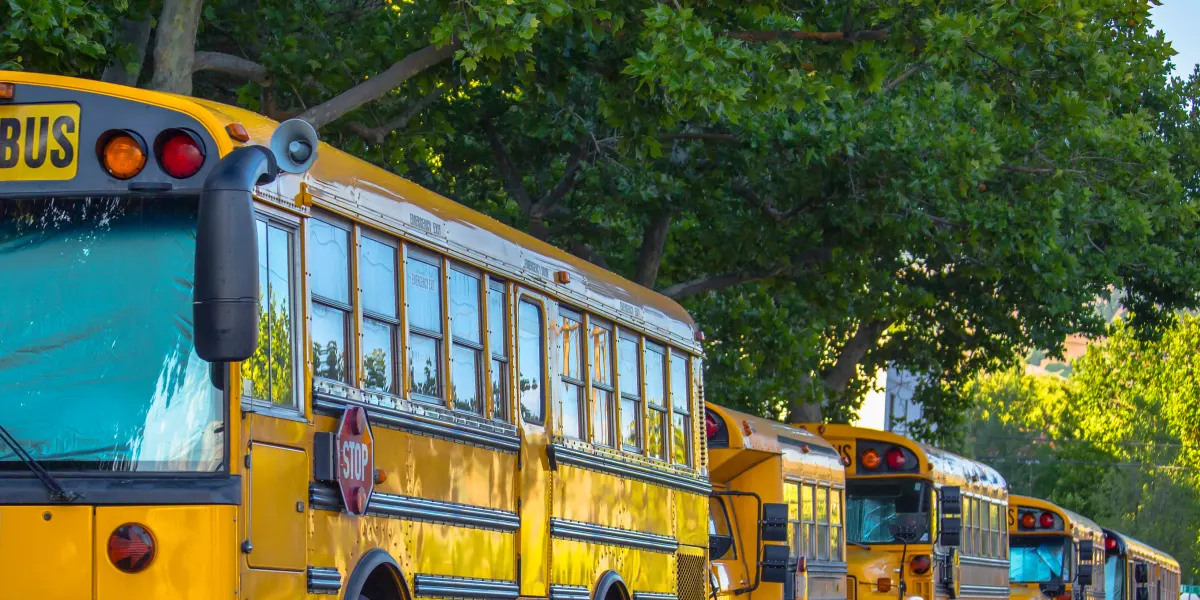 Yellow school buses parked beneath leafy trees.